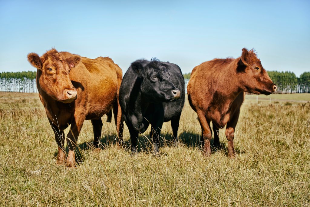 Rinder auf der Weide bei La Soledad del Palmar, Rio Negro, Uruguay Mai 2017
